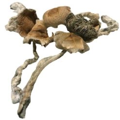Buy Amazonian Magic Mushrooms Online