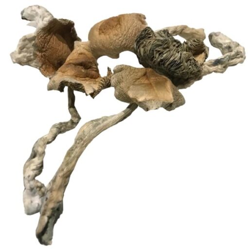 Buy Amazonian Magic Mushrooms Online Buy Amazonian Magic Mushrooms Online
