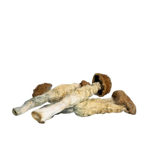 Buy Blue Goba Magic Mushroom Buy Blue Goba Magic Mushroom