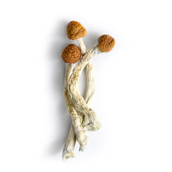 Buy Brazilian Magic Mushrooms Buy Brazilian Magic Mushrooms