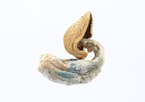 Buy Blue Goba Magic Mushroom Buy Blue Goba Magic Mushroom