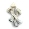 Avery albino | Avery albino mushroom