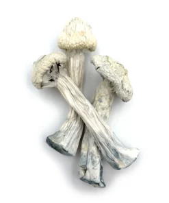 Avery albino | Avery albino mushroom