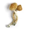 Golden Teachers | Golden Teachers Mushroom