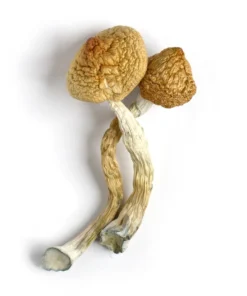 Golden Teachers | Golden Teachers Mushroom