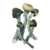 Blue Meanies | Blue Meanies Mushroom