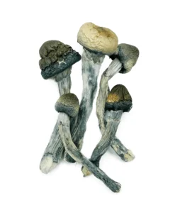 Blue Meanies | Blue Meanies Mushroom